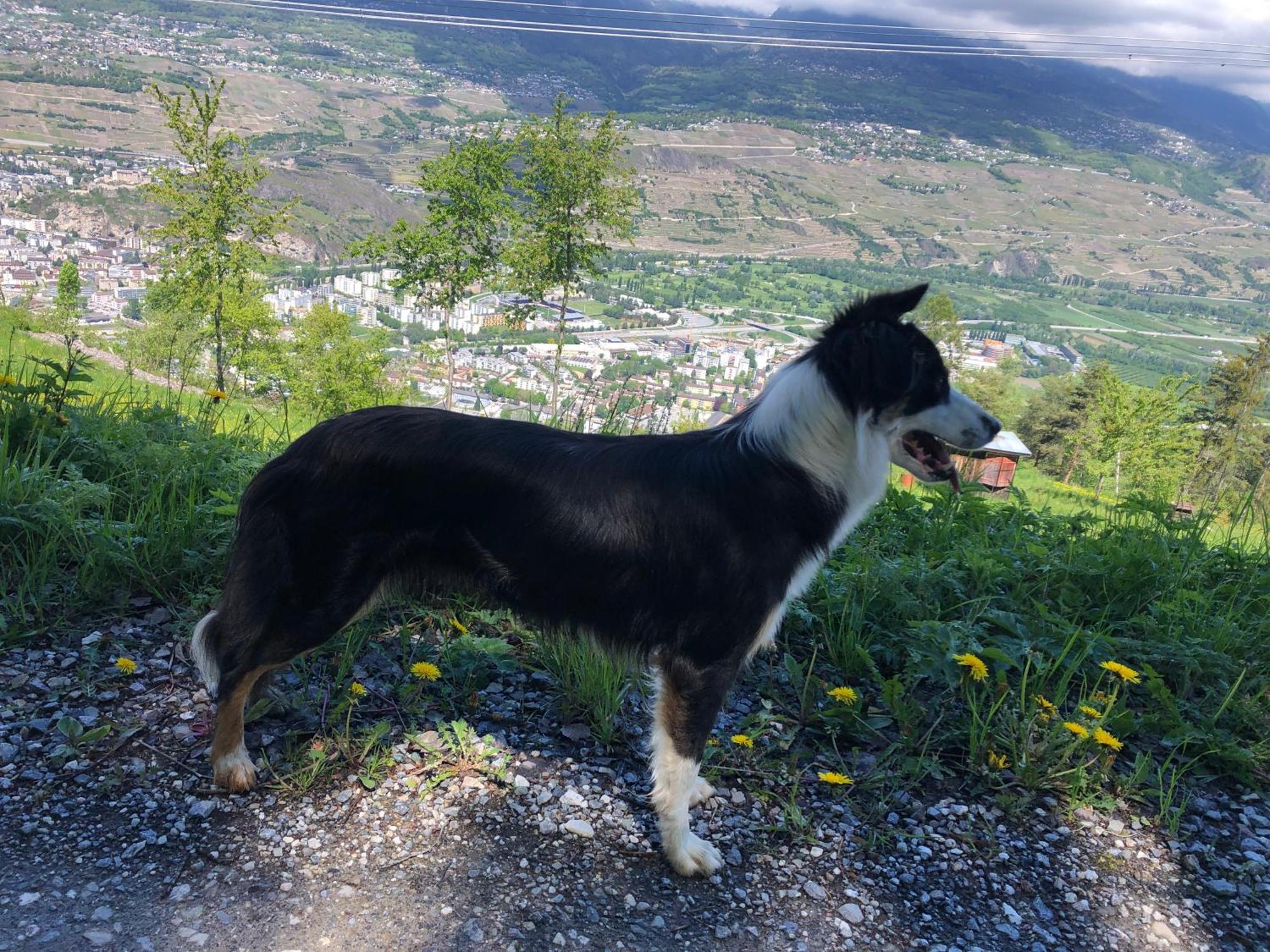 Domaine Bellevie Bnb Vex Exteriör bild